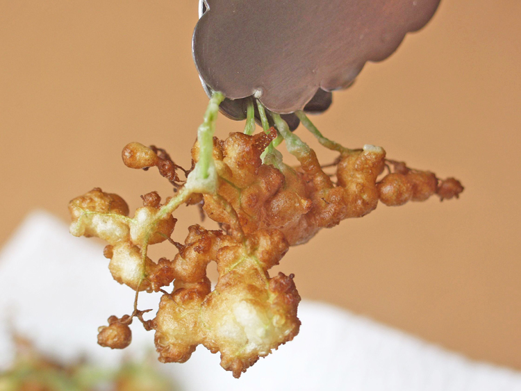 Elderflower fritters 2