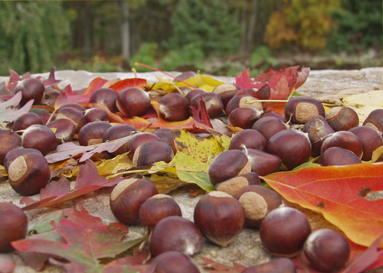 Sweet edible chestnuts