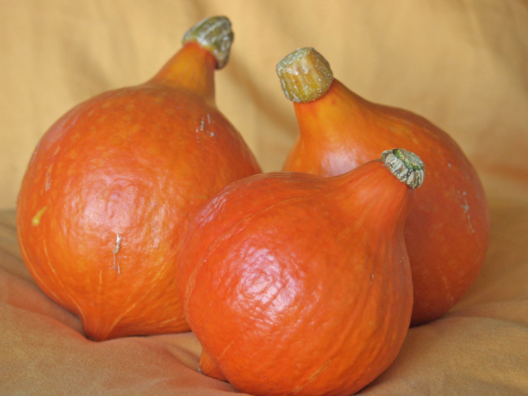 Red Kuri squash