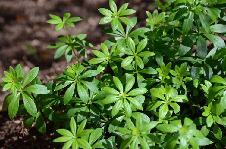 Sweet Woodruff