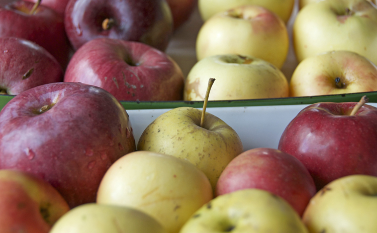 Apples for Bratapfelmarmelade