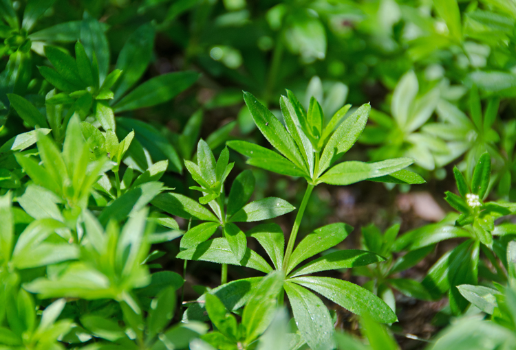 Sweet woodruff plant