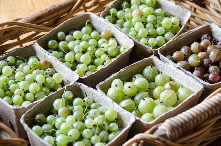 Gooseberries in boxes
