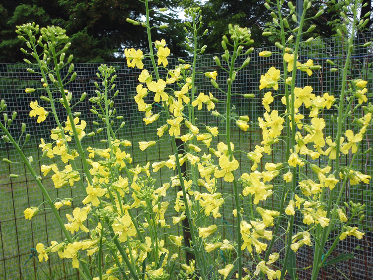 Kale flowers